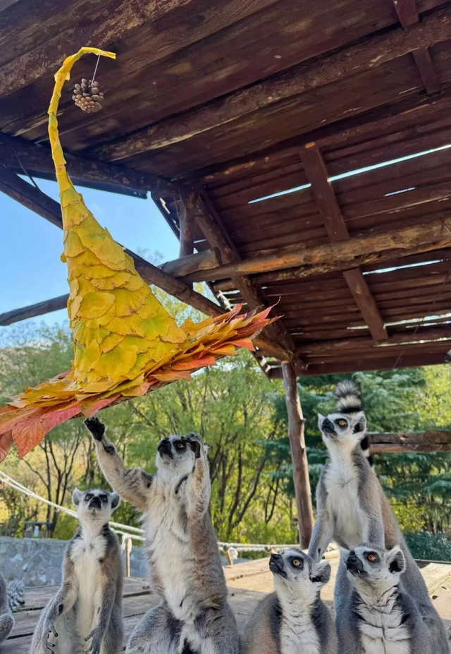 山景正宜人！青岛这里的山，已美到Next level