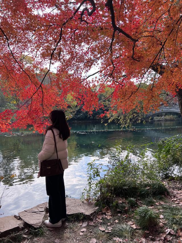 如花如画，每年一见的杭州红叶季到了，错过再等一年。
