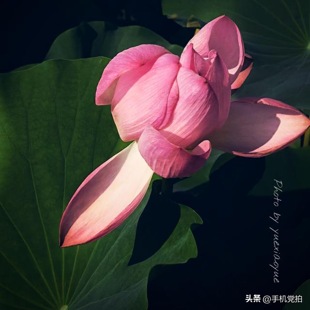 带你逛拍天津小站荷花塘｜这里的荷景别样美