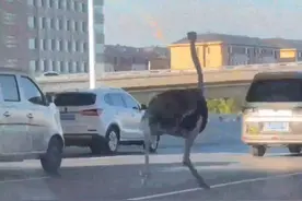 放飞自我！郑州早高峰惊现鸵鸟狂奔，魔性步伐爆红图片