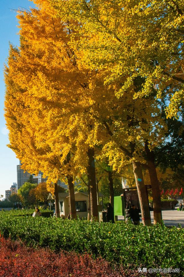 这么近那么美，银杏里的河北最美！