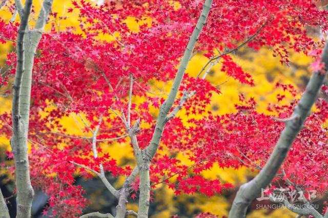 鲁迅公园枫叶红了！红黄青绿交织秋意浓~超出片