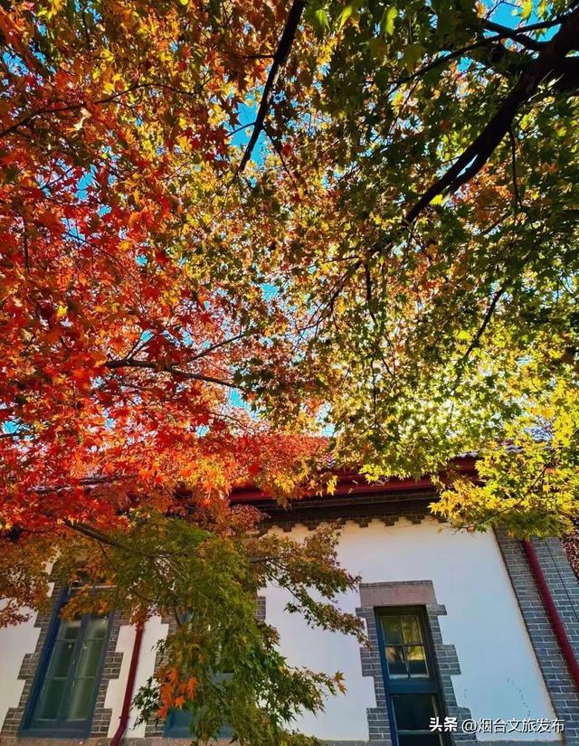 【乐游烟台】现在就冲！烟台这几处街景美到开挂