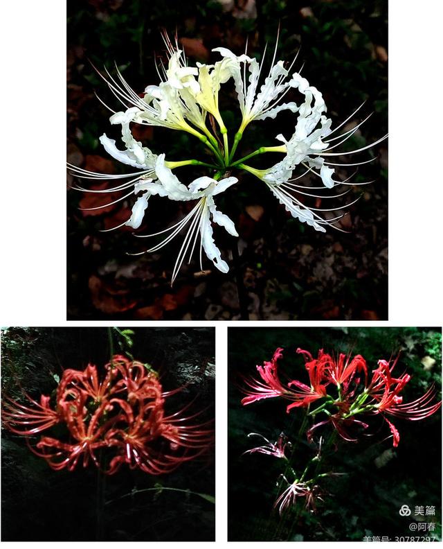 游西湖：杭州植物园之石蒜花展