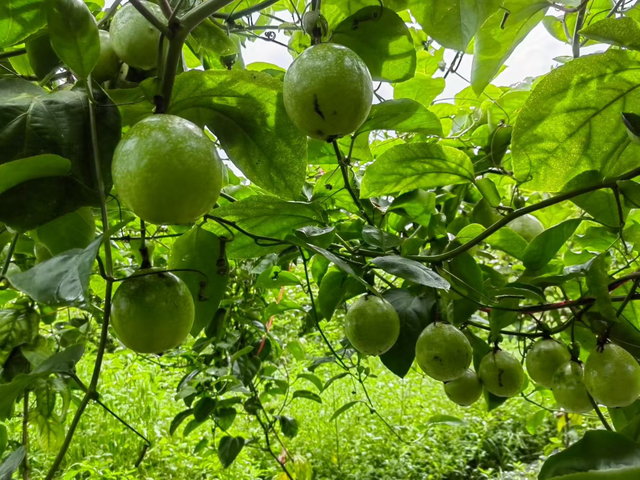 摘不完！根本摘不完！肇庆最新水果采摘好去处，gogogo~