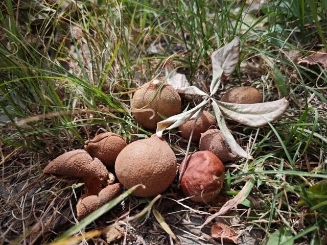 秋天不这样玩一遭	，白来人间一整年