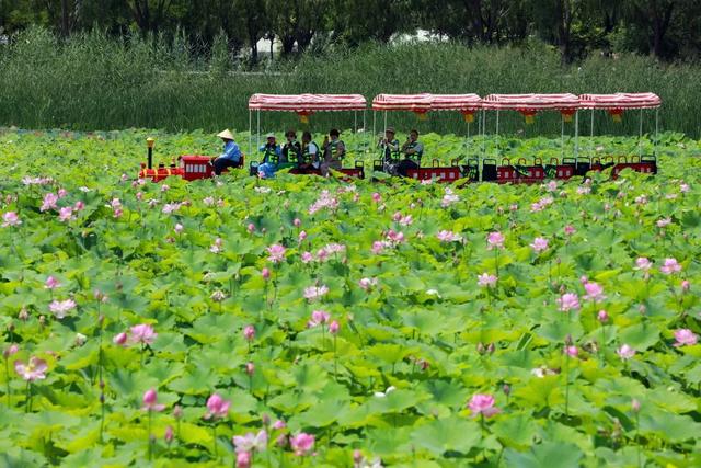 甘肃白银：昔日黄河排污口 如今荷香迎客来