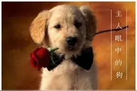 史上最强禁犬令图片