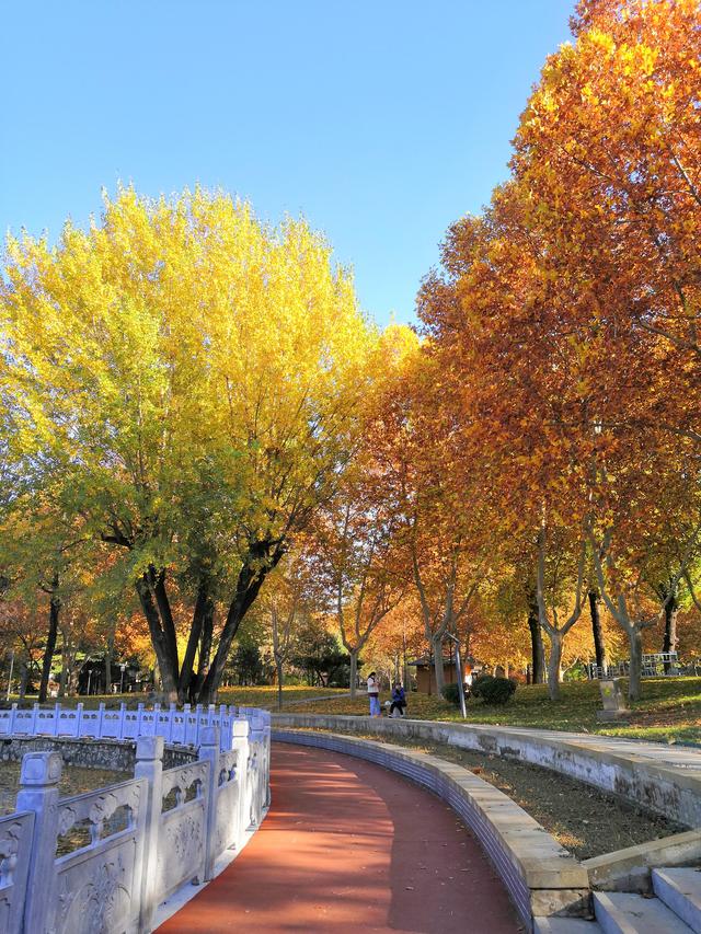 初冬，石家庄裕西公园落叶飘飘！