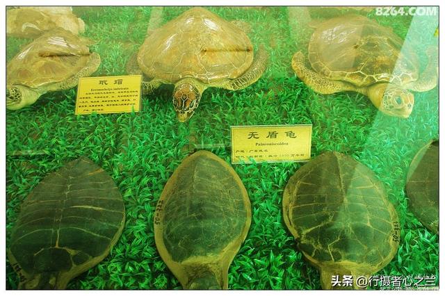 山东行游影记（35）—平邑天宇自然博物馆（十）