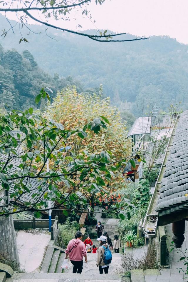 黄了！彩了！1h刹拢成都最近赏秋地，徒步拿奖牌、邂逅古寺银杏！老街美食好吃惨！