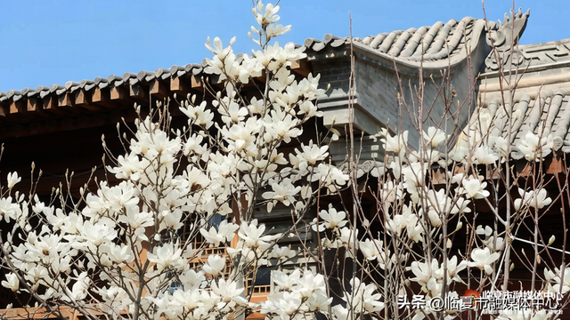 春到河州万物苏 生态花都入画来