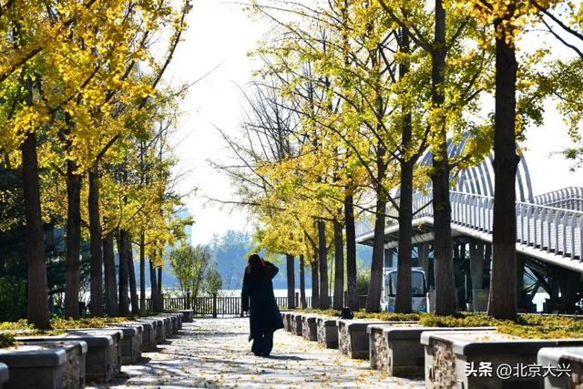 限定上新！大兴的秋景一眼心动🥰🥰