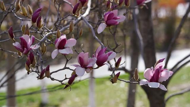 绝美！又是一年玉兰开