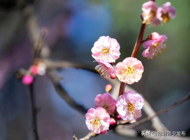 暗香浮动！郑和公园梅花凌寒绽放，这份冬日清幽别错过