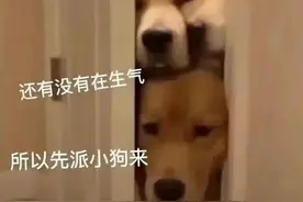 哈哈哈 一组道歉表情包图片