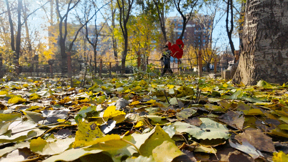 顺义白杨林：把冬日浅金，织进一帧鎏金诗篇里