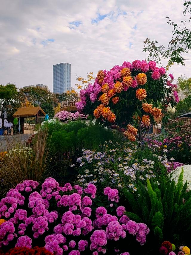 武汉动物园金秋菊展集锦