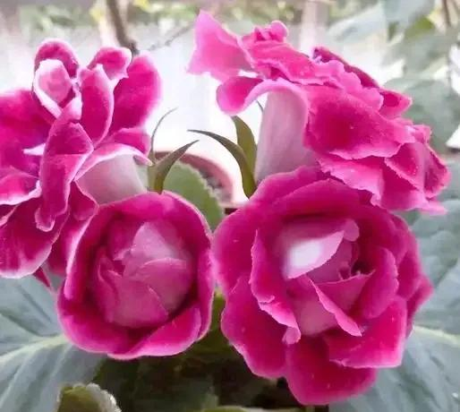 养花二十多年，吐槽好看难养、新手慎入的6大＂颜值杀手＂