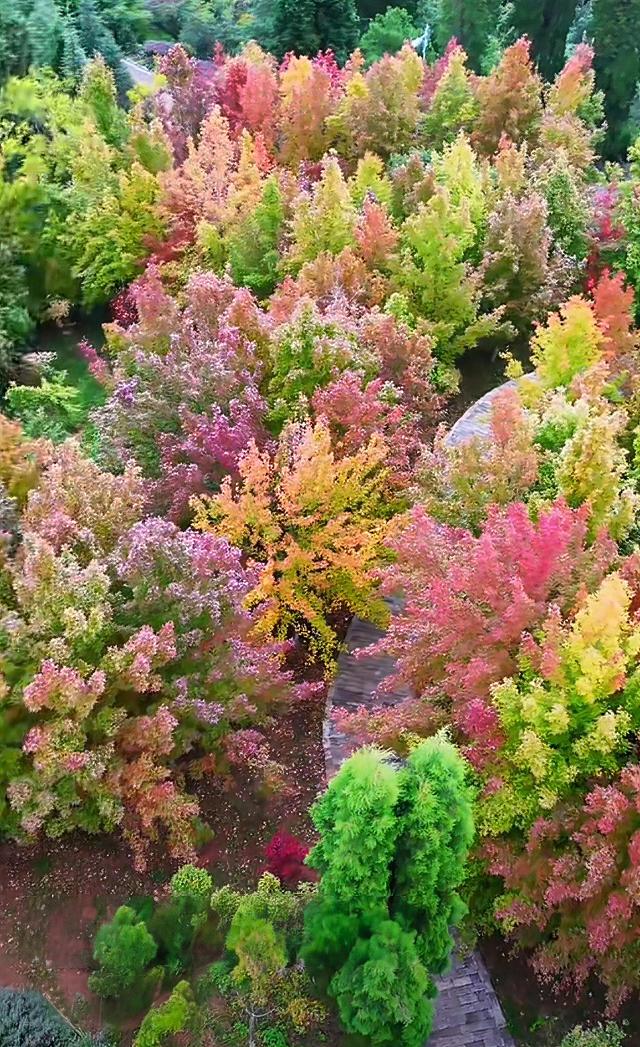 到滇池之上边，看周总理种植的树与秋日红枫林