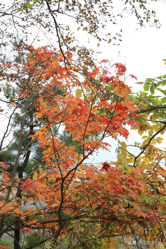 山野秋声