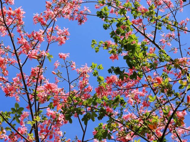 初冬限定！星湖美景焕新上线，打卡要趁早~