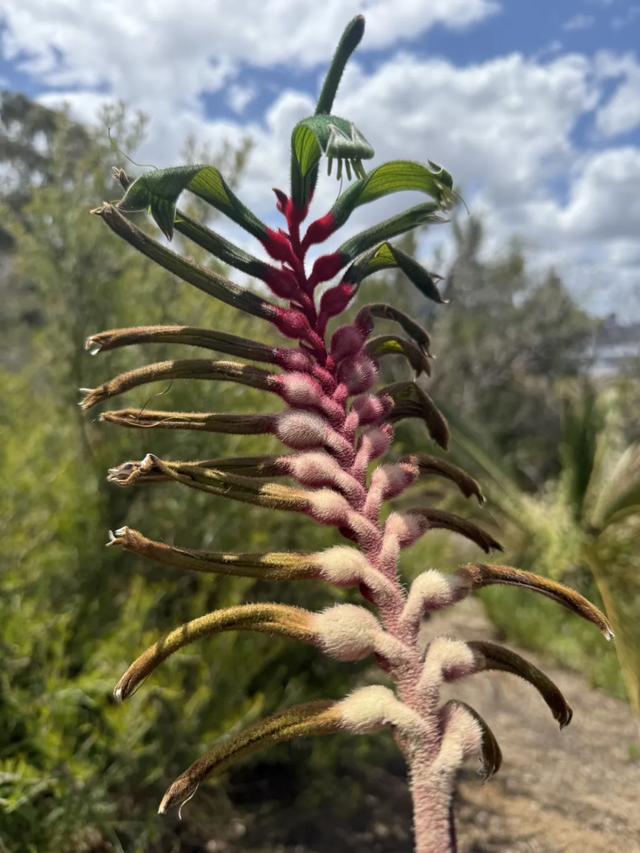 澳大利亚22日世界文化遗产与自然之旅游记