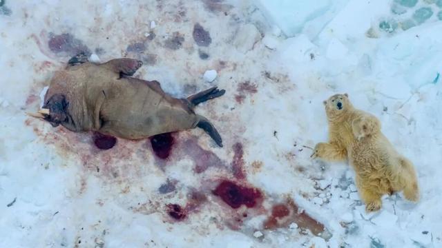 迄今世界第一大蛛网：106平米	，11万只蜘蛛的家