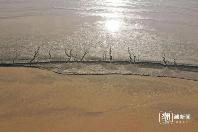 冬日限定奇观！钱塘江畔现“版画森林”，潮汐树形态各异美如画