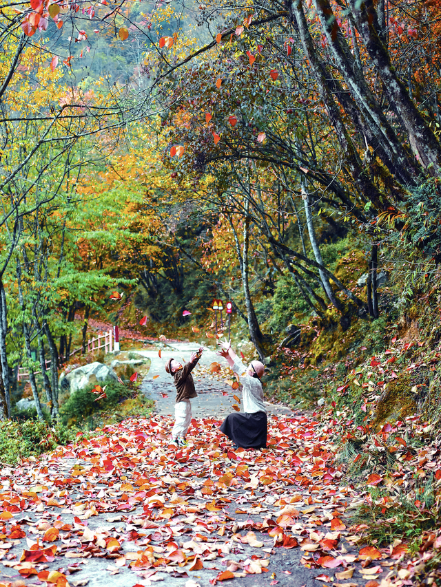 喇叭河红叶巅峰期打卡攻略，彩林秘境+野生萌兽，秋假带娃研学首选！