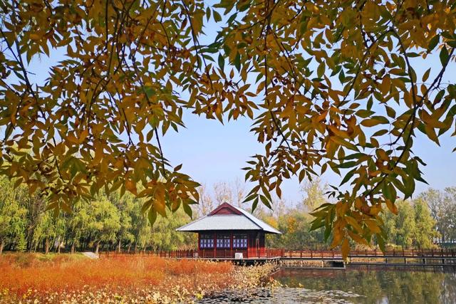 秋去冬来,邀您看红荷湿地的层林尽染,落叶如诗~~~