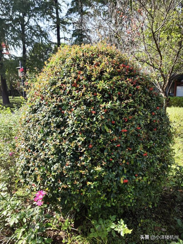 跟随树友们逛中国第一座现代植物园——浙大植物园