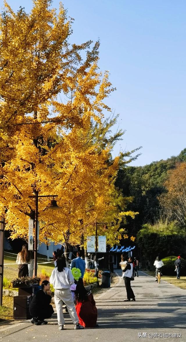 此刻 黄石下起黄金雨！