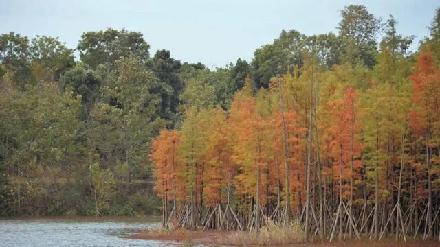 哇！金堂这里漂亮得不得了