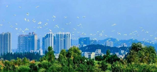 多国媒体人齐聚南海之滨，这一论坛为何选择阳江？丨羊晚政见