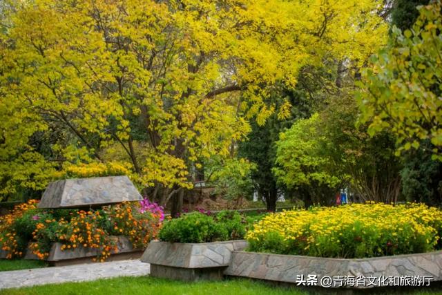 西宁，把秋天藏进了这些地方...