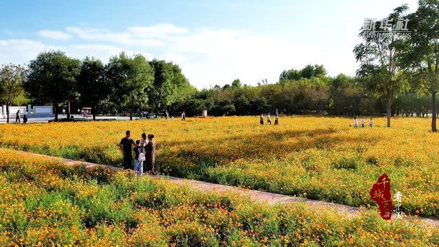 游河北，安国：千年药都的三味风情：闻药香、赏花海、品非遗烧饼