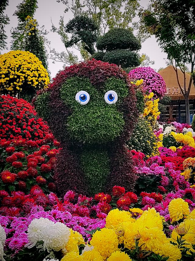 武汉动物园金秋菊展集锦