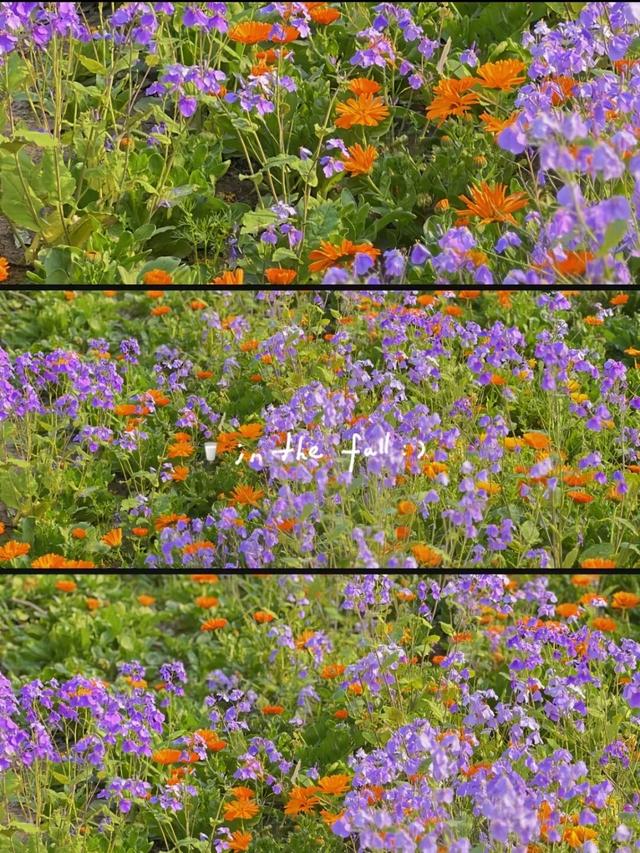 合肥版“赛里木湖”火了！好多人打卡