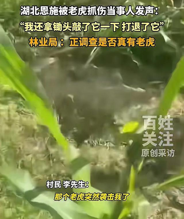 湖北恩施一村民干农活时被老虎抓伤：持锄头敲了它几下 摇摇头走了