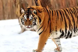 1974年属虎的今年多大？属虎2024年运势及运程全年每月解析！图片