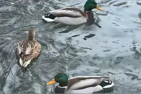 新疆塔克拉玛干沙漠村庄大雁，野鸭冒充家禽白嫖吃的还拐走家禽图片