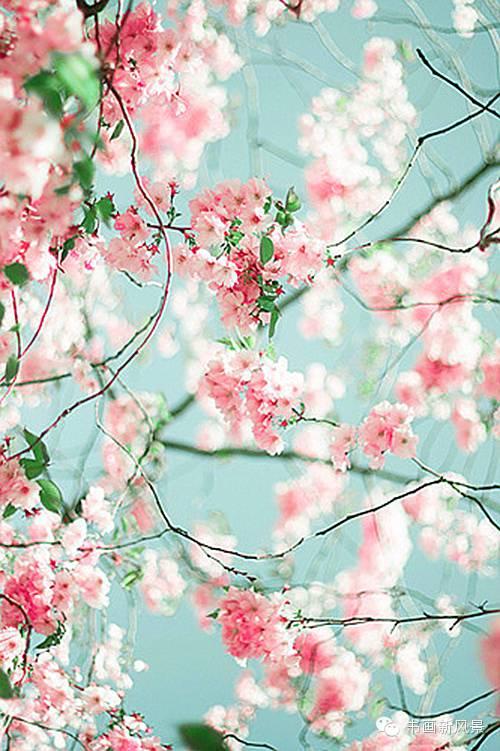 醉是春花烂漫时