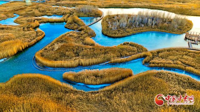 陇拍客丨张掖湿地披金装