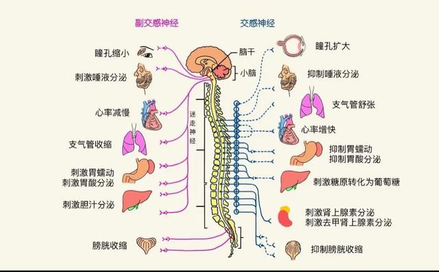 107岁老人，年轻像65岁，长寿秘诀不是多走路，而是这五件事