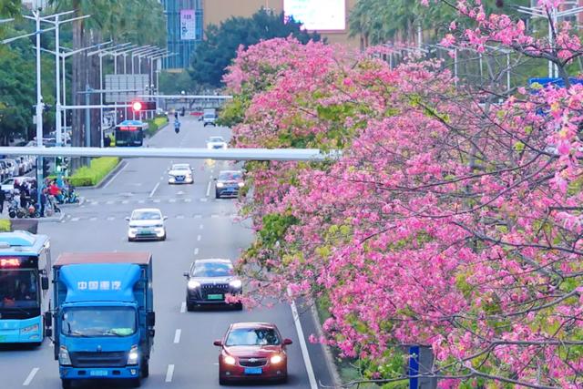 这是冬天？厦门暖冬花花花花花花样缤纷~