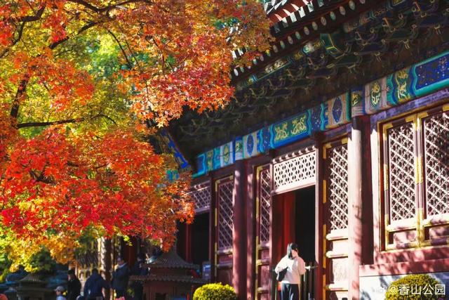 现在，香山“秋日皮肤”已加载85%！来查收