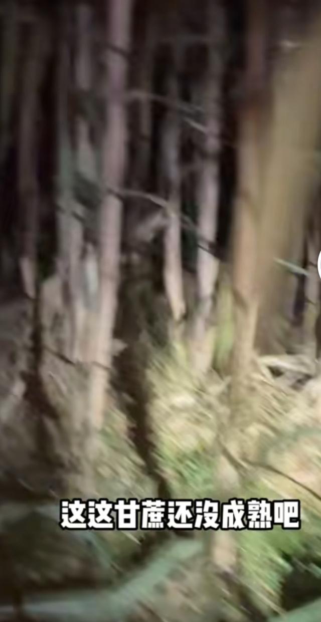 四川眉山“偷甘蔗”成网红玩法，沉浸式体验夜闯甘蔗地的刺激欢乐