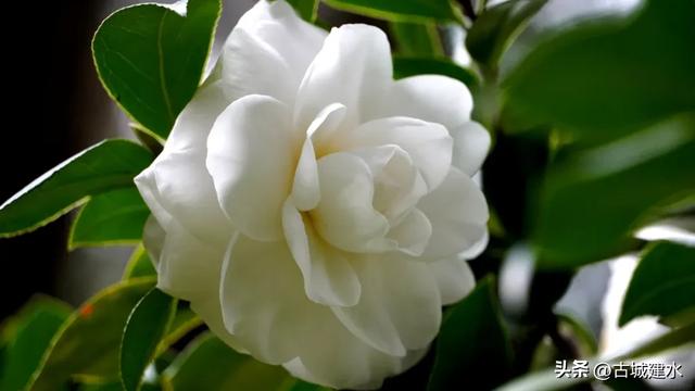 百年风骨，玉盏凝香！建水文庙三百岁白山茶迎盛花期