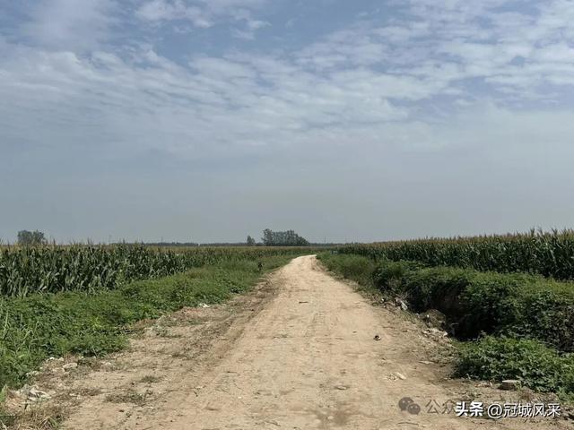 冠县乡韵·定远寨镇前杏园村